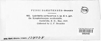 Labridella cornu-cervae image